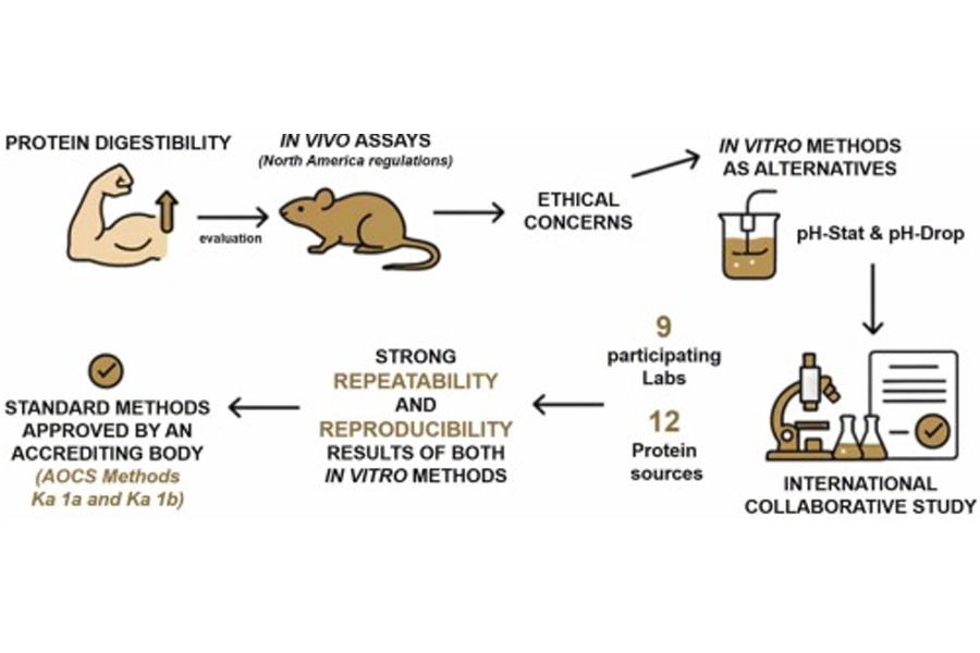 infographic of animal free testing for protein digestibility 